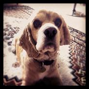 Amerikansk cocker spaniel Saint