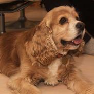 Amerikansk cocker spaniel Saint