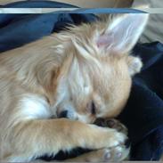 Chihuahua Dyrhøjgårds Dee Dee (Gustav)