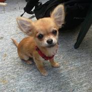 Chihuahua Dyrhøjgårds Dee Dee (Gustav)