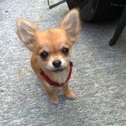 Chihuahua Dyrhøjgårds Dee Dee (Gustav)