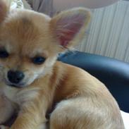 Chihuahua Dyrhøjgårds Dee Dee (Gustav)