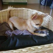 Chihuahua Dyrhøjgårds Dee Dee (Gustav)