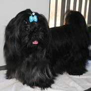Shih tzu CHRIS KOBRA