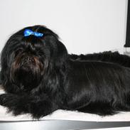 Shih tzu CHRIS KOBRA