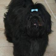 Shih tzu CHRIS KOBRA
