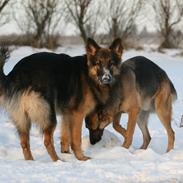 Schæferhund Nico