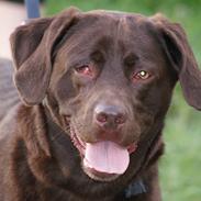 Labrador retriever Bobo