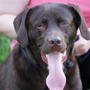 Labrador retriever Bobo