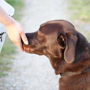 Labrador retriever Bobo