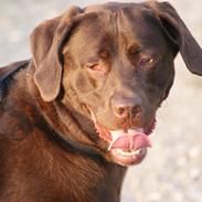 Labrador retriever Bobo