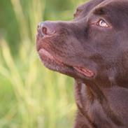 Labrador retriever Bobo