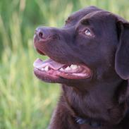Labrador retriever Bobo (2009-2018)