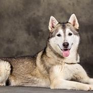 Siberian husky Ziggi