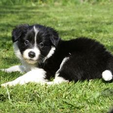 Border collie Staunsbjerg´s Olive "Chelsea"