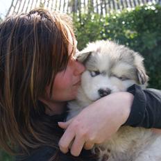 Alaskan malamute Foxie