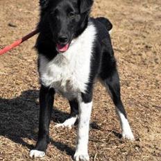 Blanding af racer Late