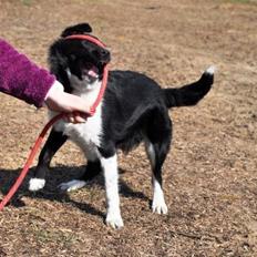 Blanding af racer Late