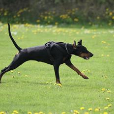 Dobermann GOF Fearless Fiona