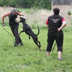 Dobermann GOF Fearless Fiona