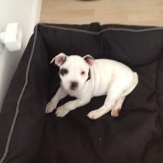 Staffordshire bull terrier Oskar