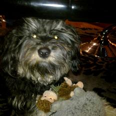 Tibetansk terrier Budda