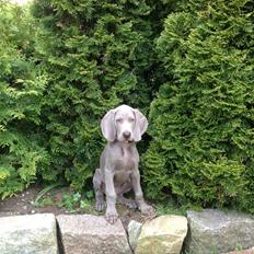 Weimaraner Aura