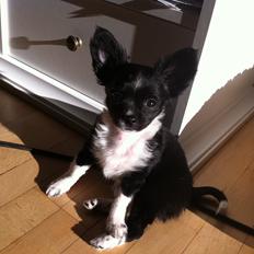 Chihuahua Domino