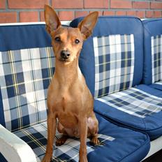 Dvaergpinscher Tito aka Ote mus