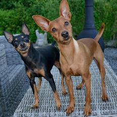 Dvaergpinscher Tito aka Ote mus