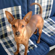Dvaergpinscher Tito aka Ote mus
