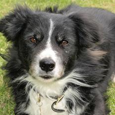 Border collie Freddy