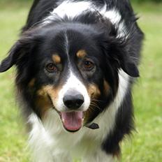 Border collie Baloo