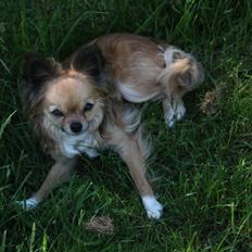 Chihuahua Zitta *R.I.P*