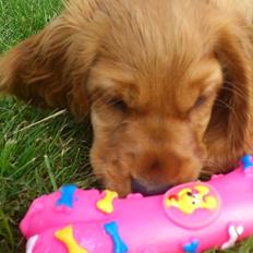 Cocker spaniel Freja