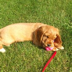 Cocker spaniel Freja