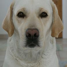 Labrador retriever Sif