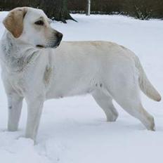 Labrador retriever Sif