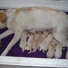 Labrador retriever Sif