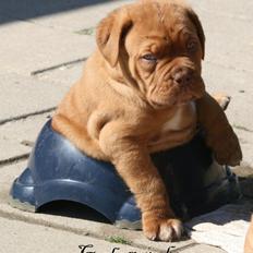 Dogue de bordeaux Shadow of Oak Garbo Dem Dem