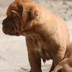 Dogue de bordeaux Shadow of Oak Garbo Dem Dem