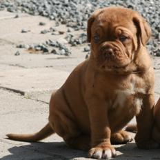 Dogue de bordeaux Shadow of Oak Garbo Dem Dem