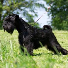 Dvaergschnauzer Sváva's Hazel - Tzefira