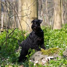 Dvaergschnauzer Sváva's Ayla - Thea