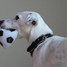 Jack russell terrier Viola