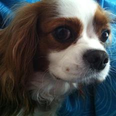 Cavalier king charles spaniel Lily