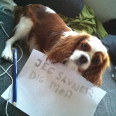 Cavalier king charles spaniel Lily