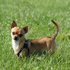 Chihuahua Benji Yoyo