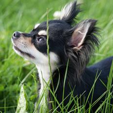 Chihuahua Faye (Loppe)