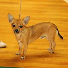 Chihuahua Montelinos Macarius *MAX*